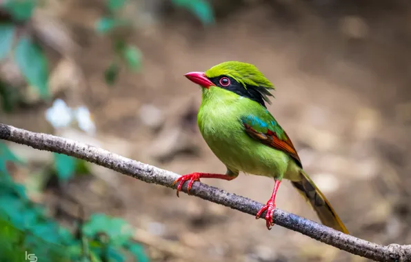 Picture branches, bright, bird, exotic
