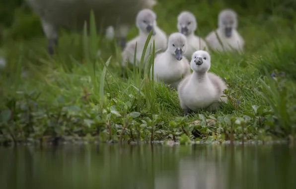 Bird, Swan, kids, cute, brood