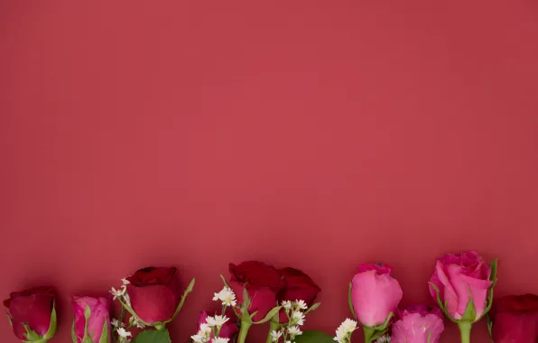 Picture flowers, background, buds, roses