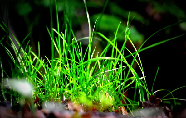 Grass, green, bright, spring.