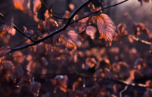 Picture leaves, light, branches