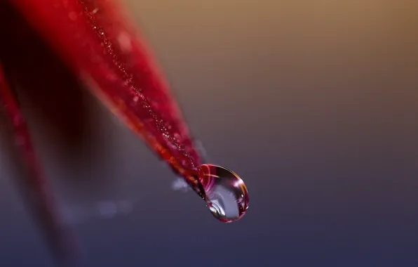Picture photography, macro, bokeh, petal, close up, depth of field, detailed, Water drop