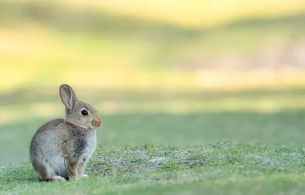 Picture nature, background, Bunny