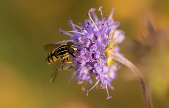 Flowers, insect, bokeh, Gorzalka