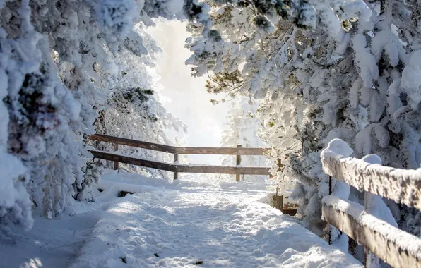 Winter, snow, morning, frost