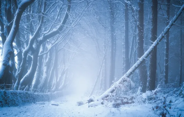 Winter, frost, forest, light, snow, trees, landscape, branches