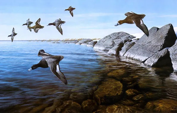 The sky, flight, birds, nature, stones, shore, figure, duck
