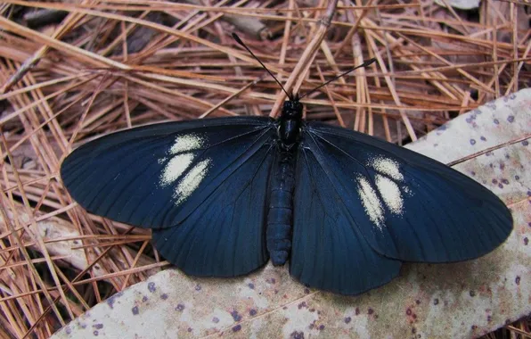 Macro, butterfly, wings, beautiful, closeup, fir needles