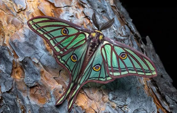 Macro, butterfly, wings, beautiful, closeup, tree bark
