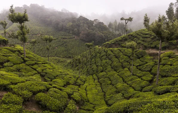Trees, mountains, fog, tea, India, plantation, Kerala, Idukki