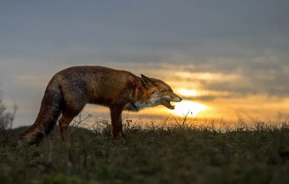 Picture summer, sunset, nature, Fox