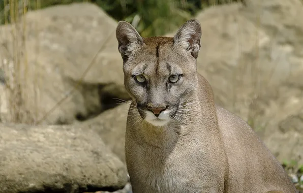 Face, predator, Puma, wild cat, mountain lion, Cougar