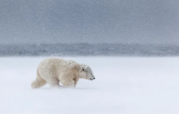 Cold, snow, the wind, Blizzard, North, Blizzard, white bear