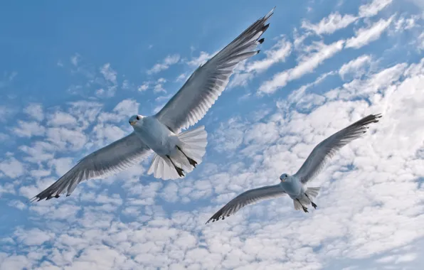 The sky, clouds, flight, bird, wings, Seagull