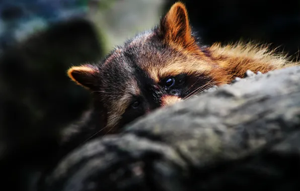 Eyes, muzzle, raccoon, ears, hid
