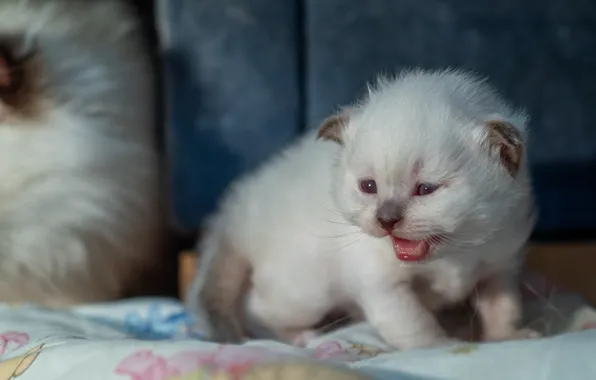 Cat, white, look, pose, kitty, baby, muzzle, Milota