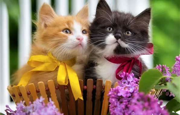 Look, cats, flowers, kitty, black and white, spring, red, kittens