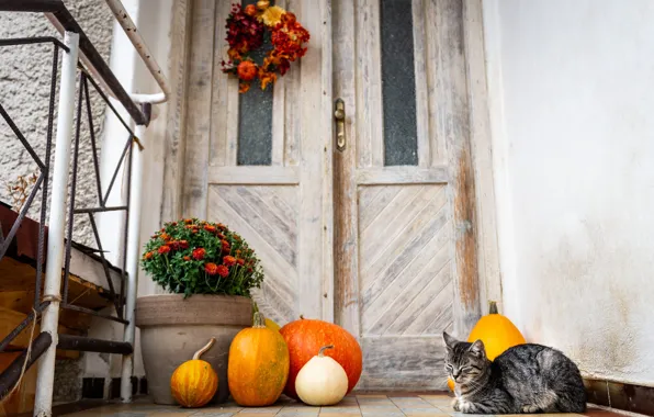 Autumn, cat, cat, look, flowers, pose, house, grey