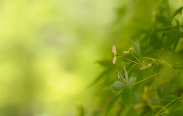 Picture greens, leaves, macro, nature, background, green, plant, color