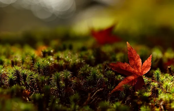 Picture greens, grass, leaves, macro, red, background, Wallpaper, leaf