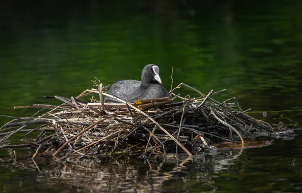 Picture branches, socket, on the water, The coot, Natalia Paklina