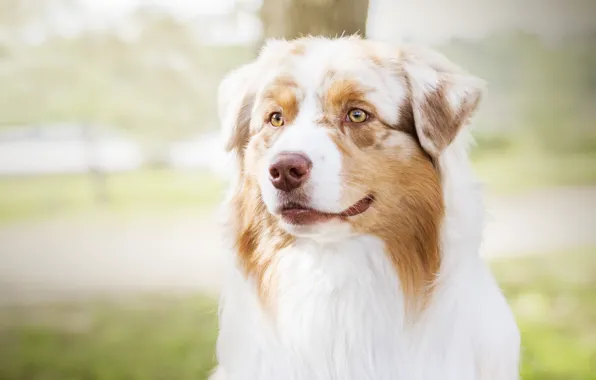 Portrait, dog, spring, lawn, Aussie, Wallpaper from lolita777