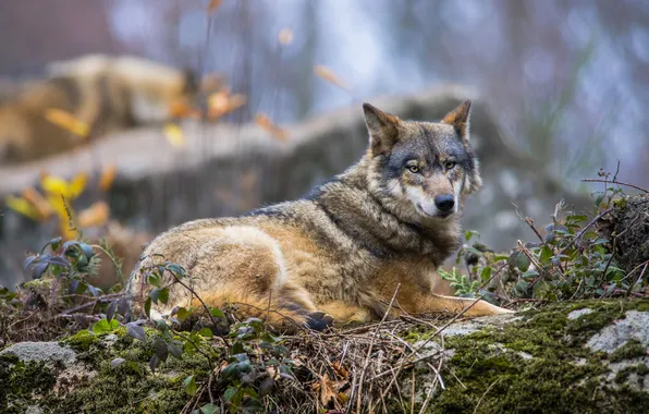 Autumn, look, stones, grey, foliage, wolf, moss, lies