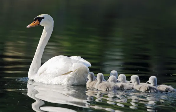 Picture pond, swans, mom, seven, kids