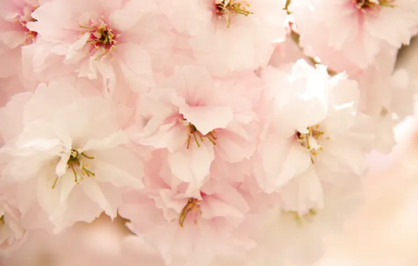 Macro, spring, Sakura, flowering