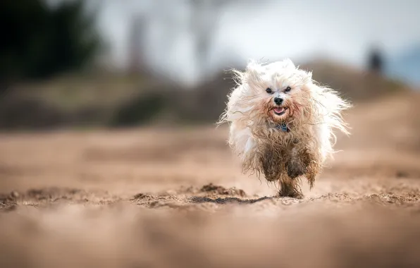 Nature, dog, running
