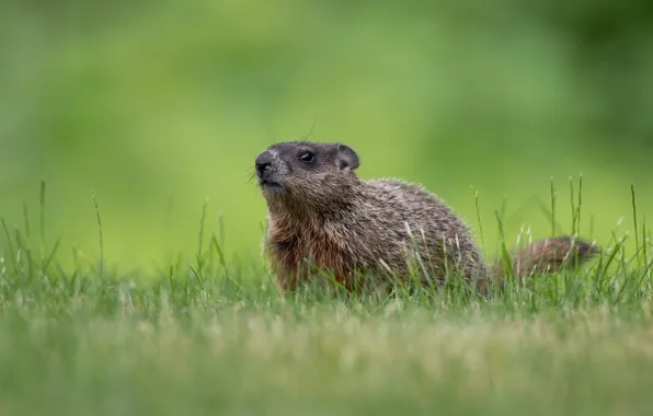 Grass, look, glade, marmot