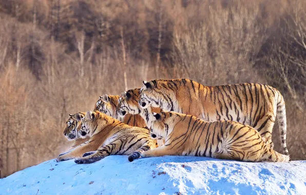 Wallpaper tiger, tigers, party for mobile and desktop, section кошки ...