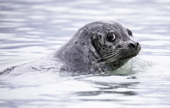 Look, seal, portrait, bathing, face, Navy seal, cub, pond