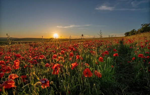 Field, summer, the sky, landscape, flowers, nature, Maki, meadow