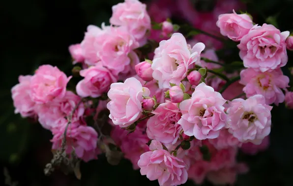Flowers, branches, roses, pink, black background, rose Bush