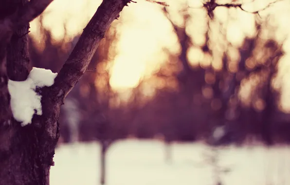 Winter, the sky, the sun, light, snow, sunset, tree, glade
