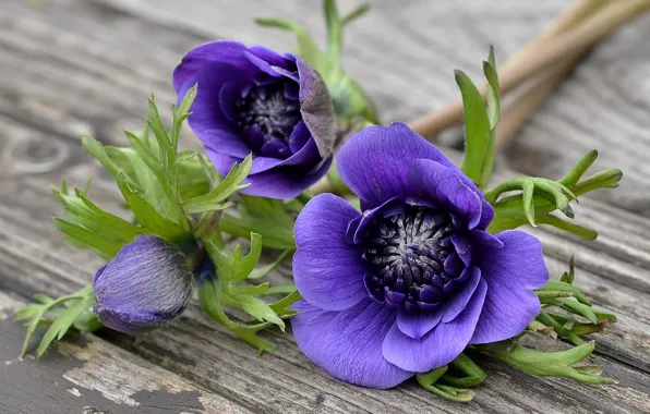 Picture purple, macro, anemones