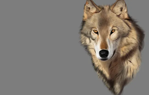 Picture look, rendering, mood, wolf, predator, art