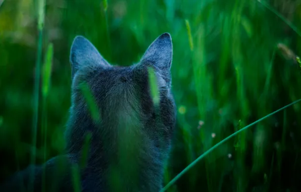 Picture cat, blue, avatar, Attention, James cameron's cat, hunts