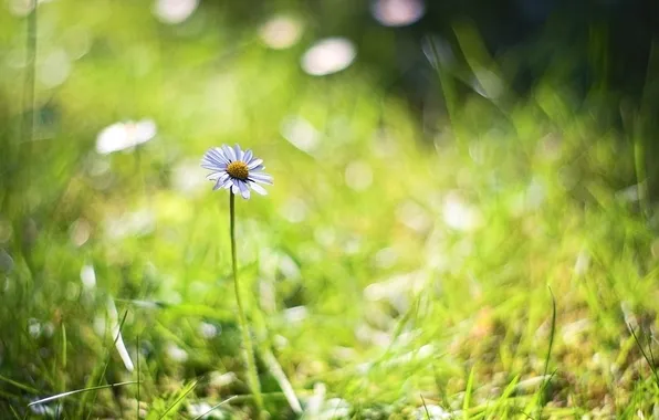 Picture greens, grass, macro, background, Daisy, bokeh