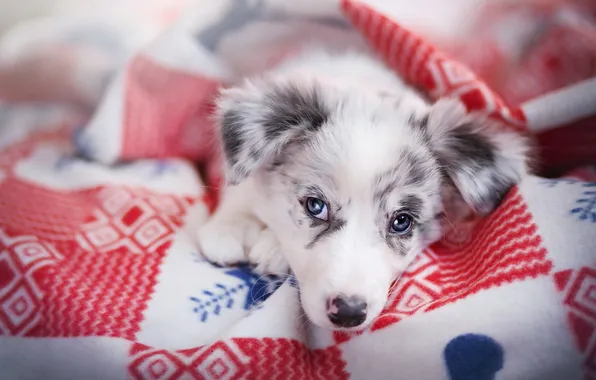 Look, comfort, each, home, dog