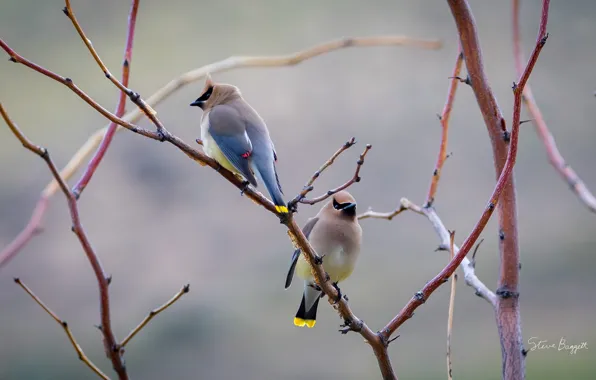 Birds, branches, crest, the Waxwing, Birds Around the House