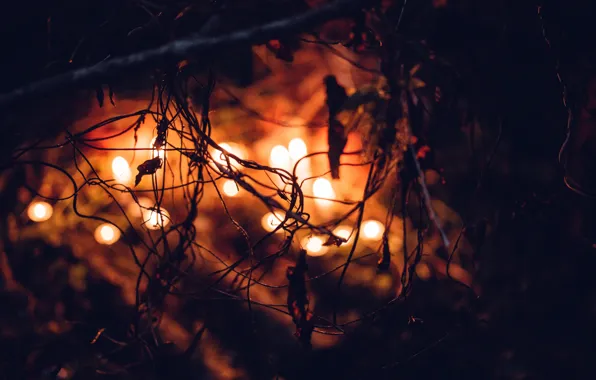 Halloween, Light, Candle, October, Blur, Leaves, Plants, Decoration