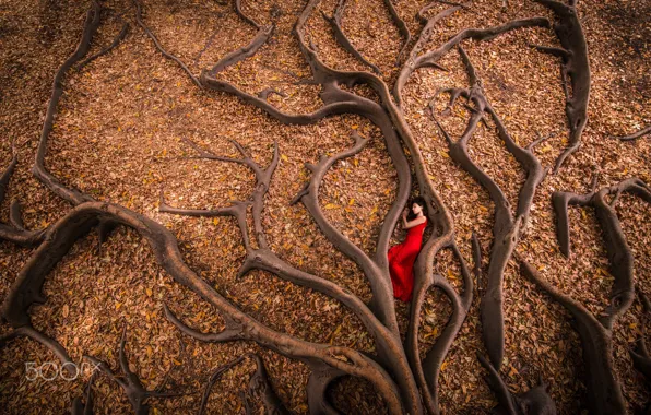 Autumn, girl, trees, roots, foliage, in red