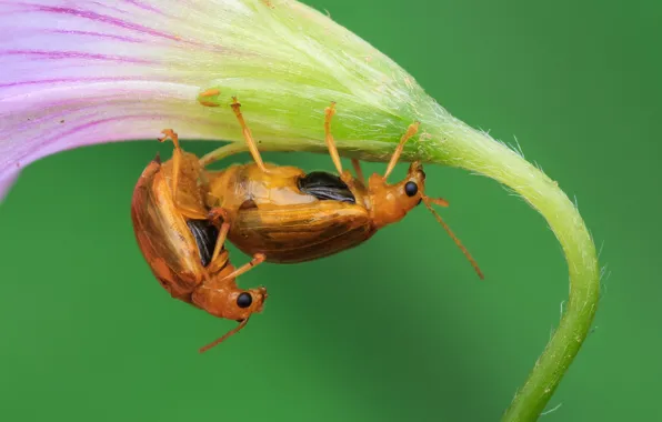 Wallpaper flower, background, bugs for mobile and desktop, section ...