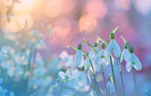 Light, flowers, glare, tenderness, blur, spring, morning, snowdrops
