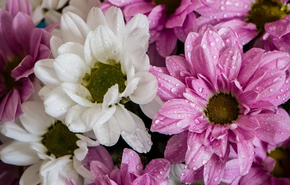 Picture drops, flowering, chrysanthemum, a lot