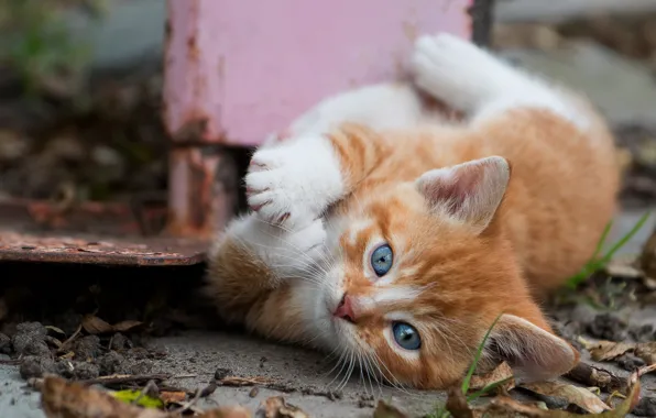 Autumn, cat, look, leaves, metal, pose, kitty, legs