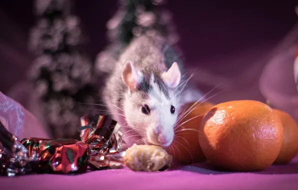 Picture look, light, background, pink, holiday, food, blur, mouse