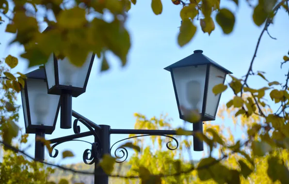 Picture autumn, leaves, lights